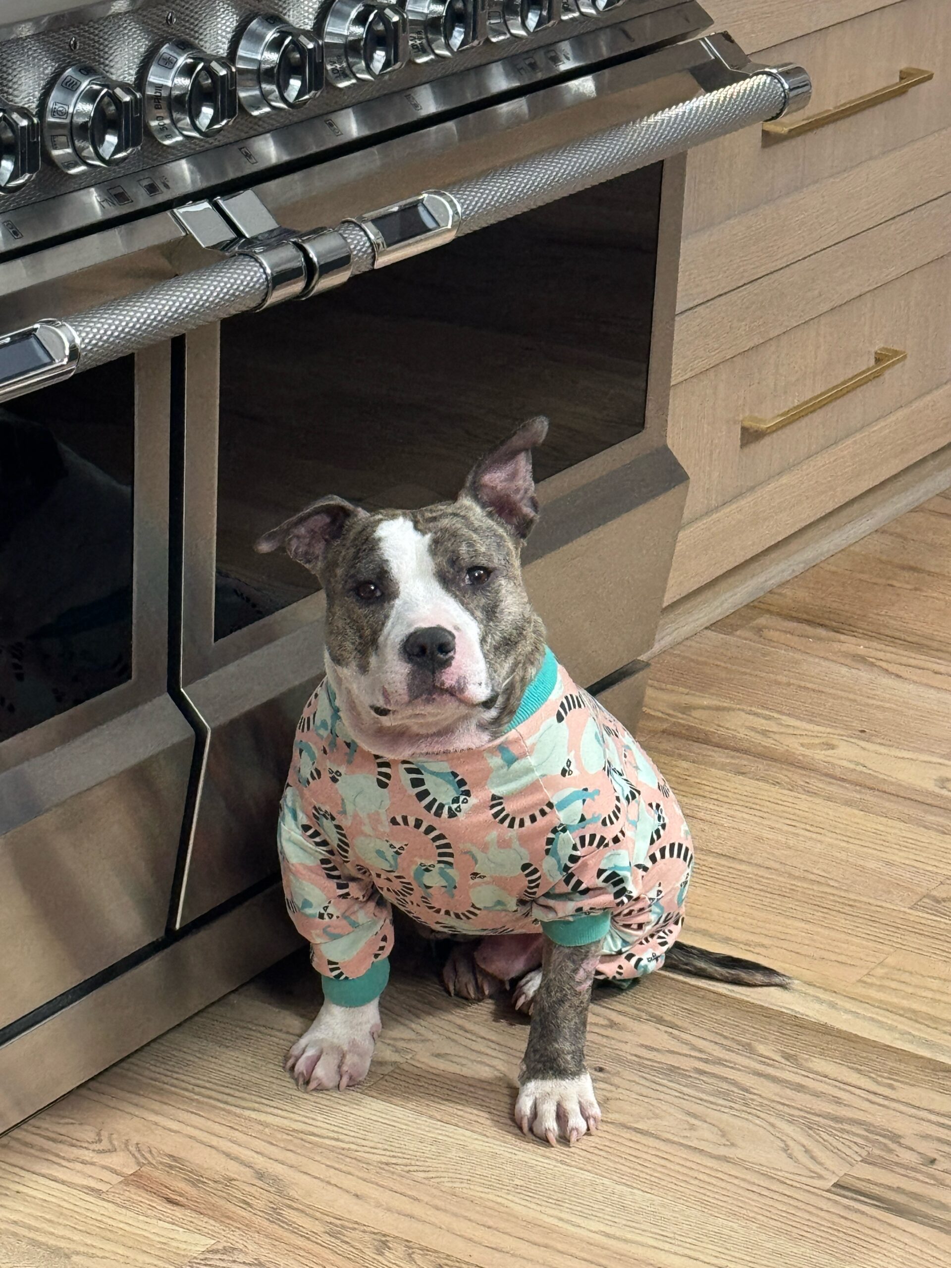 Must-Have Dog Essentials: The Ultimate Guide for Pet Parents