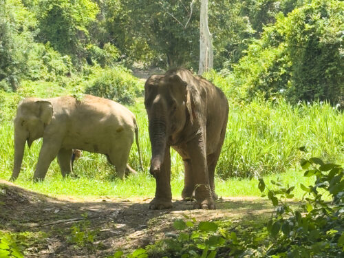 Two rescued elephants grazing freely in a lush jungle environment at an ethical elephant sanctuary in northern Thailand.
