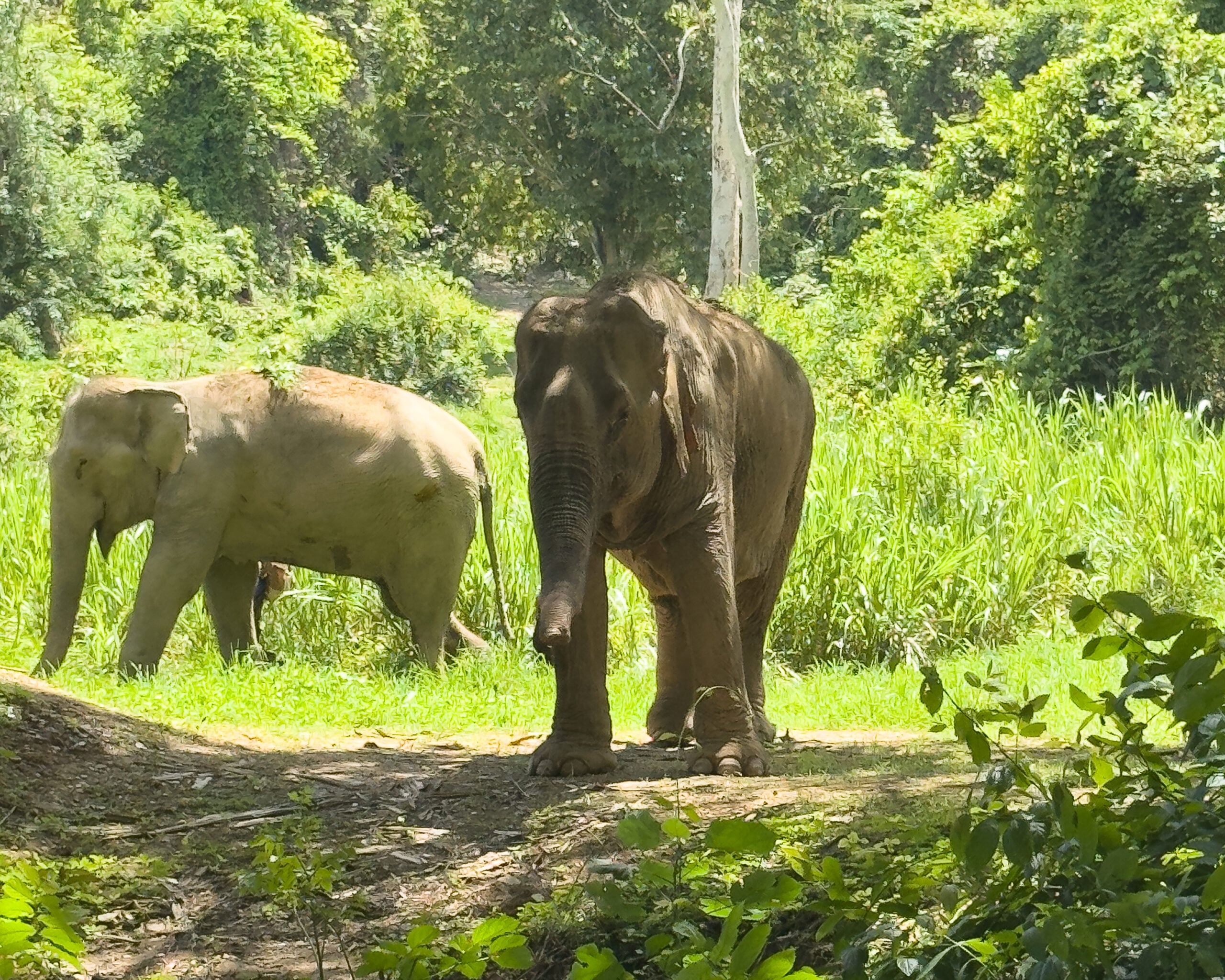 Two rescued elephants grazing freely in a lush jungle environment at an ethical elephant sanctuary in northern Thailand.