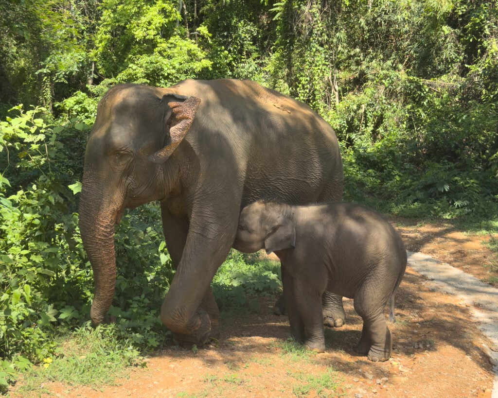 Baby elephant walking beside its mother through dense tropical vegetation at a rescue sanctuary in Thailand.