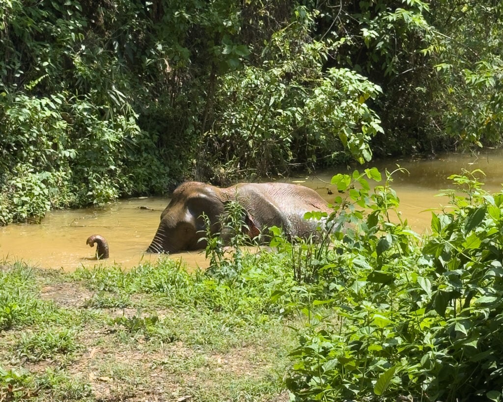 Rescued elephant enjoying a mud bath in a natural jungle pond at an elephant sanctuary in Thailand.