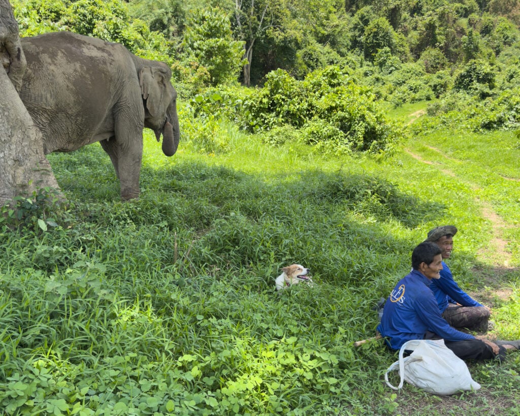 Rescued elephant standing freely in lush jungle habitat while caretakers and a dog rest nearby at an ethical elephant sanctuary in Thailand.